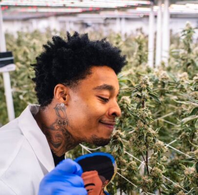 strawberry champagne dutt pack flightreacts weed